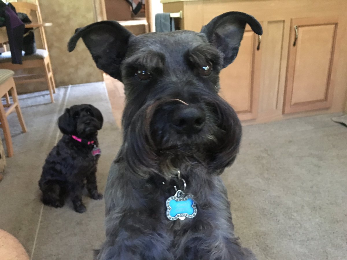 KTVBLarry's tweet photo. Itโs National Pet Day. Here are my two little dogs. Their favorite game is to play โDog at the doorโ which means just as I sit down one of them wants to go out or come in. Could be they want me to exercise more. ๐ค #7Pets https://t.co/AF3IR1CLxc