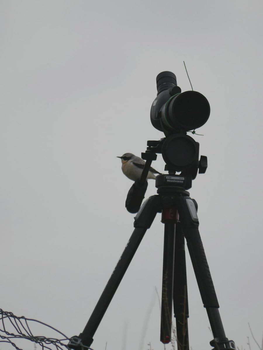 In the last days at the Strait of Messina weather was bad with rain, fog and few #raptors. But at least we observed some very confident migrating birds like the one in the picture #ornithology #birds #birdmigration