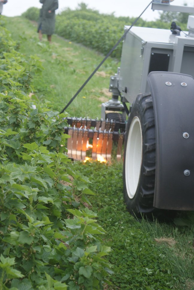 IFarmers's tweet photo. The #fieldlab trialling electrical weeding in bush and cane fruit beds is having a demonstration day on 15th May! ⚡🌿 Come along and hear from the farmers on their learnings from a 2nd year of investigation >> https://t.co/1itECJueum https://t.co/w42UuVi5Qc