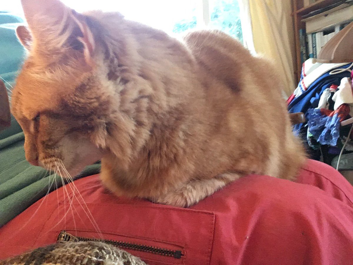 FelineGourmet's tweet photo. @CounsellorsCat @PhoebeAndSelene @Biscuit_Meow @FelixGingerBoy @ginger_genetics @PawsomeJameson @buddy_gizmo @PeachAndPumpkin @CaramelxPeanut A snuggly #TigerLoaf 🧡 to all my Ginger friends and their humans, especially @CounsellorsCat who's brought us together 

And thinking of beautiful Gingers now shining OTRB 🌈🌟 https://t.co/pJYDt7SxJj