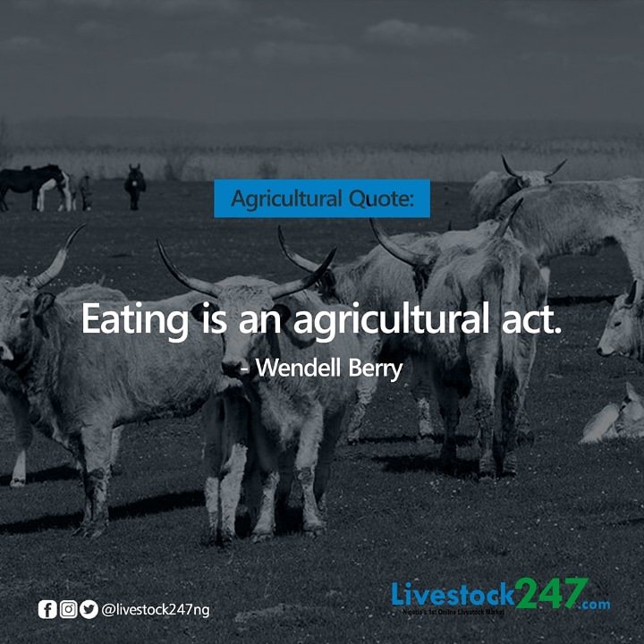 livestock247ng's tweet photo. Agricultural Quote:
“Eating is an agricultural act.”
― Wendell Berry

#livestock #livestock247 #livestockng #LivestockNigeria #FitForSlaughter #health #cow #goats #rams #animal #sales #animalcare #Buyers #Ranchers #Abattoirs #Merchants #Traders #Veterinary #Professionals #Banks https://t.co/erQLHxphFb