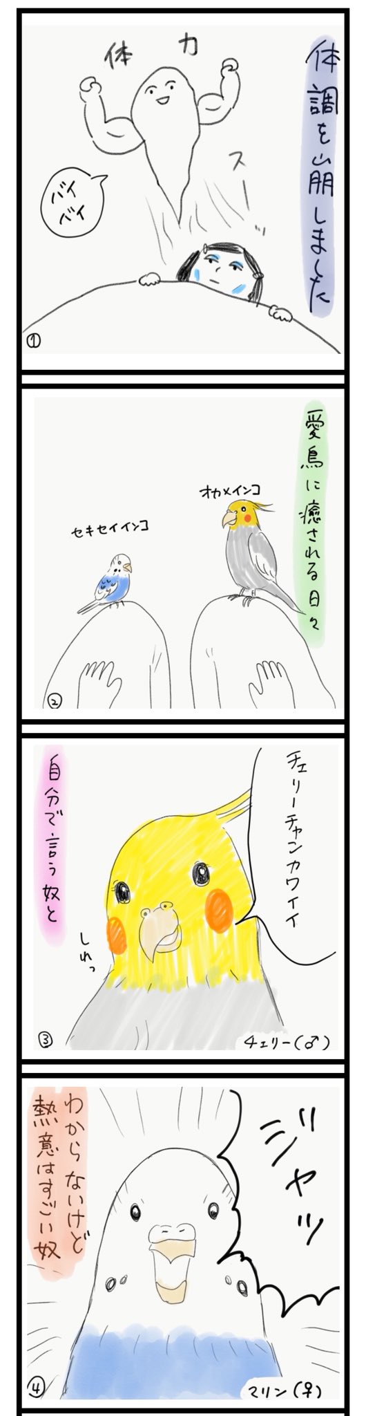ふみ On Twitter 愛鳥週間 漫画 四コマ オカメインコ オカメインコ好きと繋がりたい セキセイインコ インコ うつ病 休職中 暇つぶし イラスト 癒し 愛鳥 鳥 ギャグ漫画 Https T Co Gfn3zlvpir Twitter