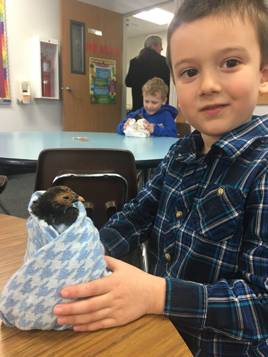 EbKbyrne's tweet photo. Barn Babies: Our littlest Vikings care for kittens, bunnies, chicks &amp; play with puppies, a lamb, and a piglet #EBpk https://t.co/eolYKVx37Q