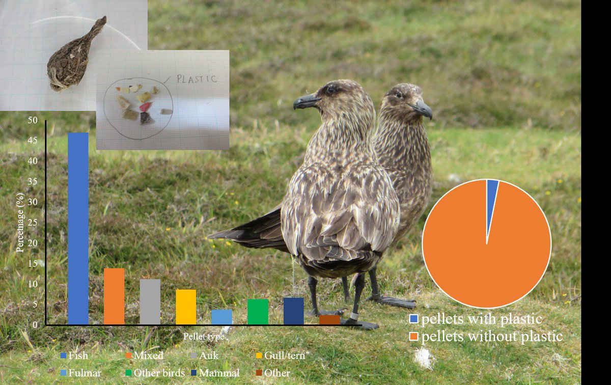1 #ContSesh1 My first #WSTC5 My undergrad dissertation @ReadingBioSci I collected great skua pellets from Fair Isle @FI_Obs and analysed their prey and plastic content, as an indicator of the #MarinePlastic ingestion by the species and their prey. 3% of pellets contained plastic.