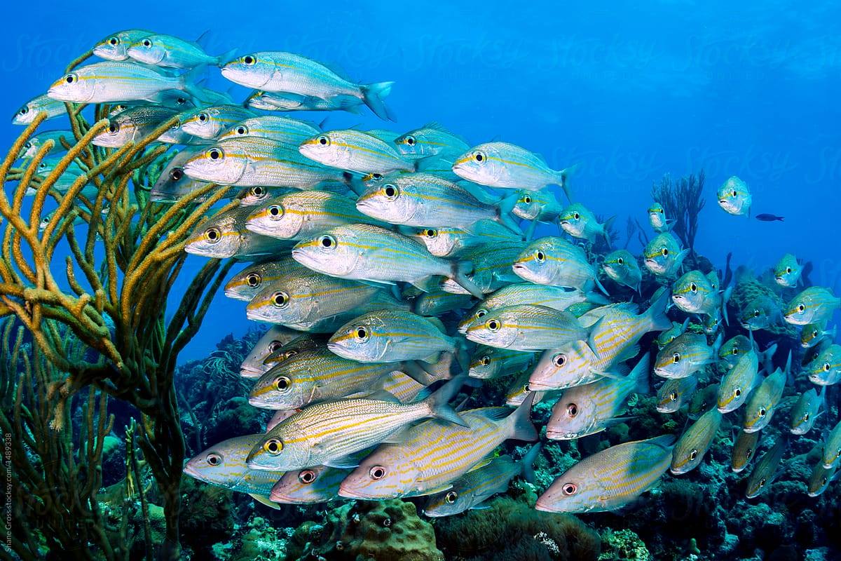 Isaac Wafula Barasa (@IsaacWafulaBar3) Твиттер