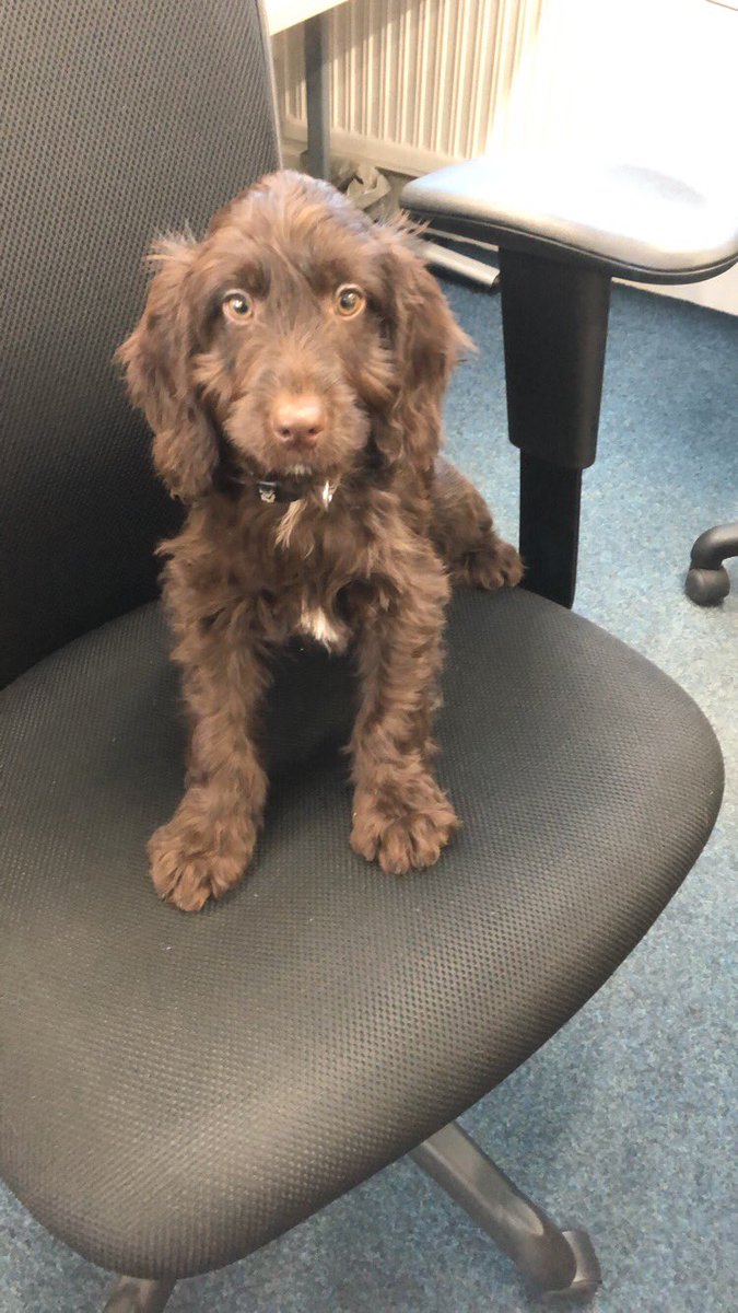 aimeee_brown's tweet photo. Shift’s new office dog😍 https://t.co/lV2rwivXzE