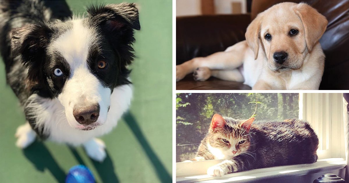Happy #NationalPetDay! 🐶🐱