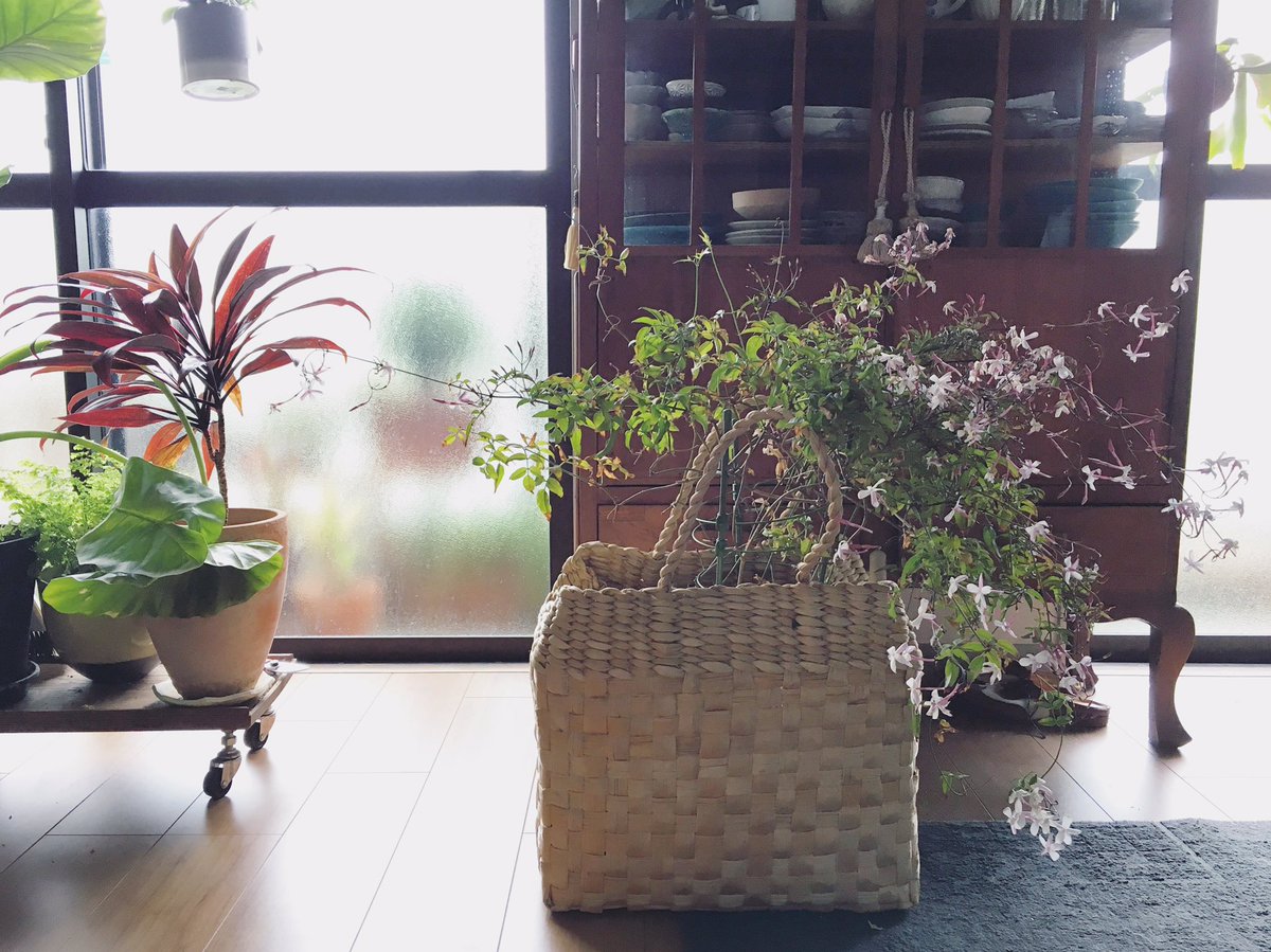 Uzivatel Naoko Sukegawa Na Twitteru 部屋中がジャスミンの香り カゴバッグ 鉢カバーの代わりに 植物とインテリア Interior Interiorandhome 花 Flowers ジャスミン Jasmine Greeninterior ベランダ園芸 家 Botanicallife Botanical 暮らし 植物のある