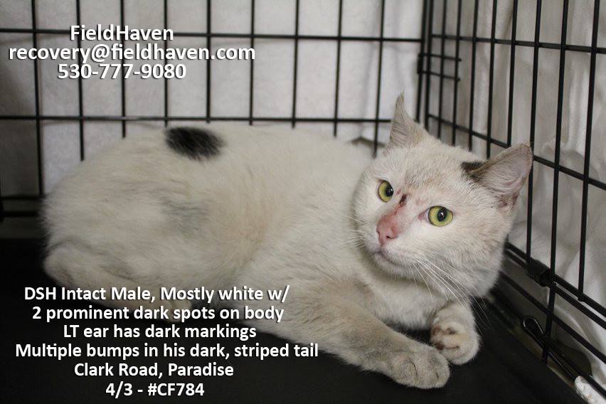 CampFirePets's tweet photo. POSTED 4/8/19 Found-Trapper ID=CF2158 Male DSH White Harlequin - mostly white cat with a few spots of color #CampFirePets 530-783-9009 FieldHaven Transfer Station in Paradise https://t.co/2VUJopjFqo https://t.co/oNLhz7iyAN