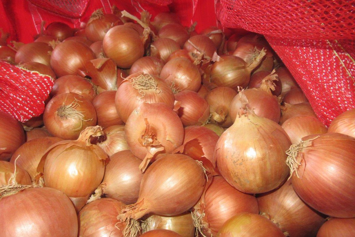 Denimpex's tweet photo. Look these beautifull NZ onions!!😍 https://t.co/epHpB9m33e
