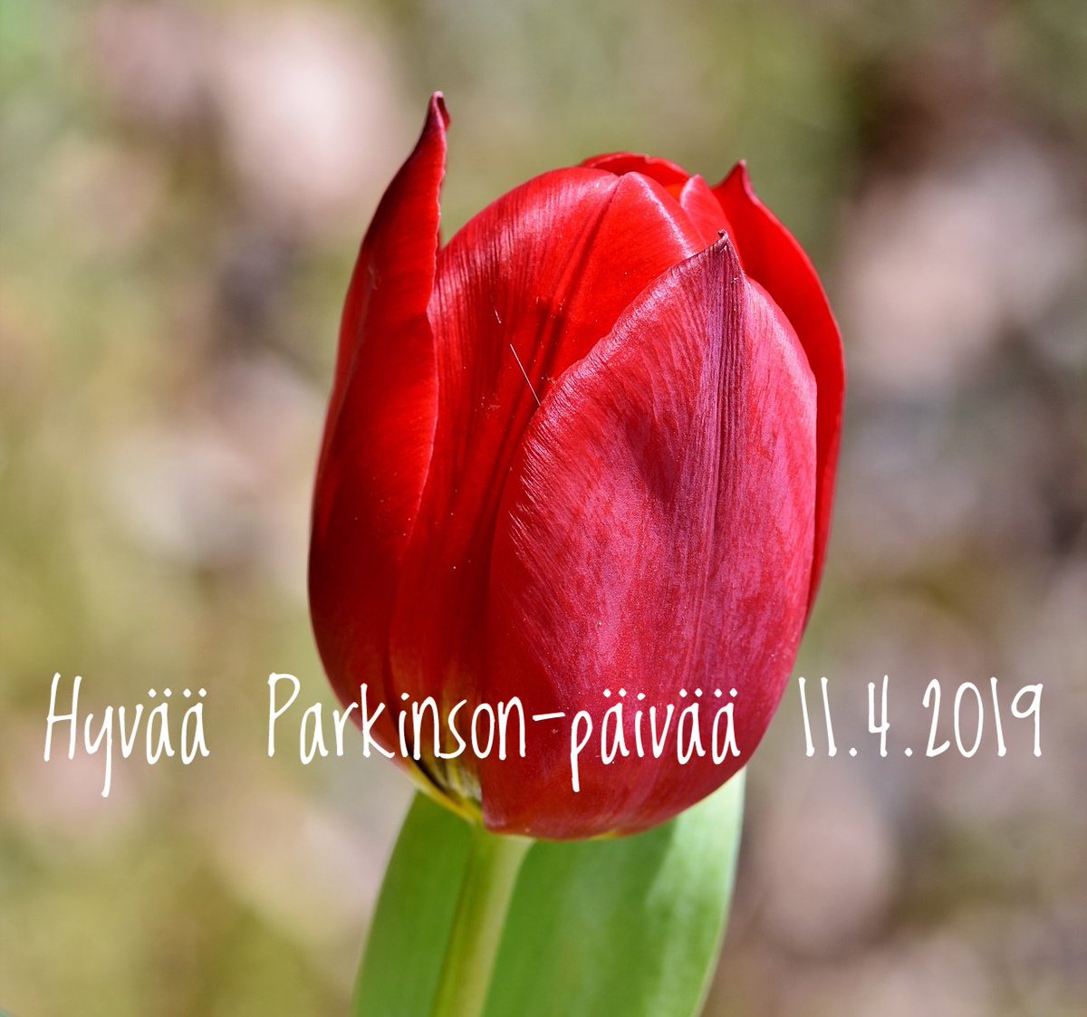 Punainen tulppaani on Parkinson-yhteisöjen yhteinen symboli ympäri maailman. Samalla se yhdistää niitä 16 000 suomalaista, jotka sairastavat Parkinsonin tautia. #parkinsonpäivä #parkinsonintauti #liikehäiriösairaudet #UniteForParkinsons Lue teemapäivästä: bit.ly/2UaukI8
