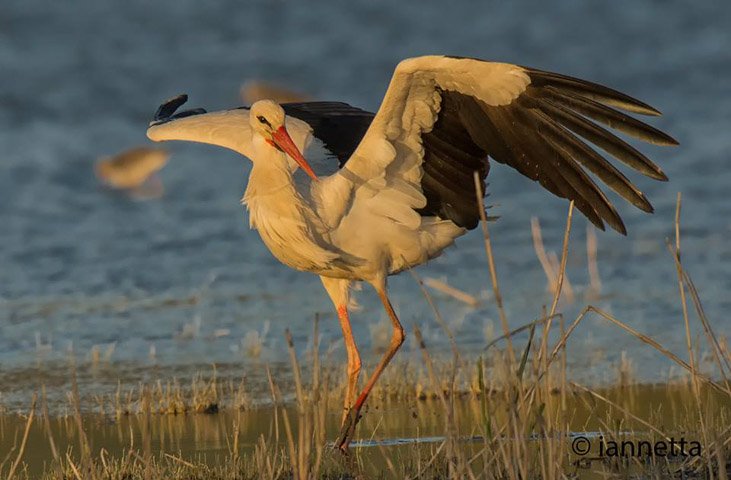 UmbriaTourism's tweet photo. Sei appassionato di #fotografia naturalistica? Ad #Alviano c'è un autentico paradiso di #uccellimigratori, oasi #WWF. #svassi #ardeidi #picchi #cuculi #nibbibruni e #pulli per uno spettacolo davvero magnifico! https://t.co/kTnrZoir76 Ph di Iannetta #umbriacuoreverde https://t.co/UNZVNTA9Fc