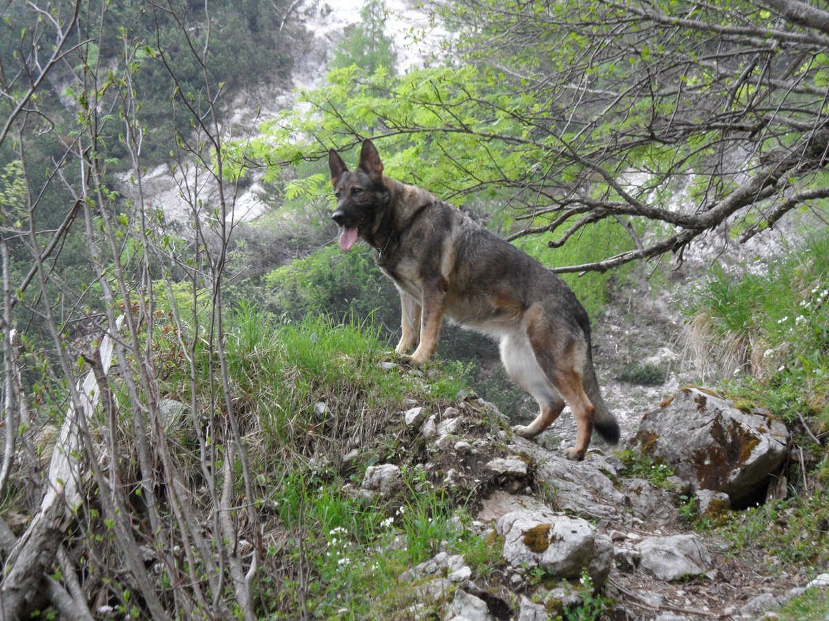 Peaks2Go's tweet photo. Some #SpareTime with #Peaks2Go #ScoutingTeam secret #Leader.
Un po’ di #TempoLibero con il capo segreto del team di #Esploratori di #P2G.
#MountainLeader #Trekking #Discover #Natura #NaturePhotography #Adventure #Dogs #Mountain #FVGLive #Adventure #GemonaTurismo #Cani #Outdoor https://t.co/X6y1Jk6LSx