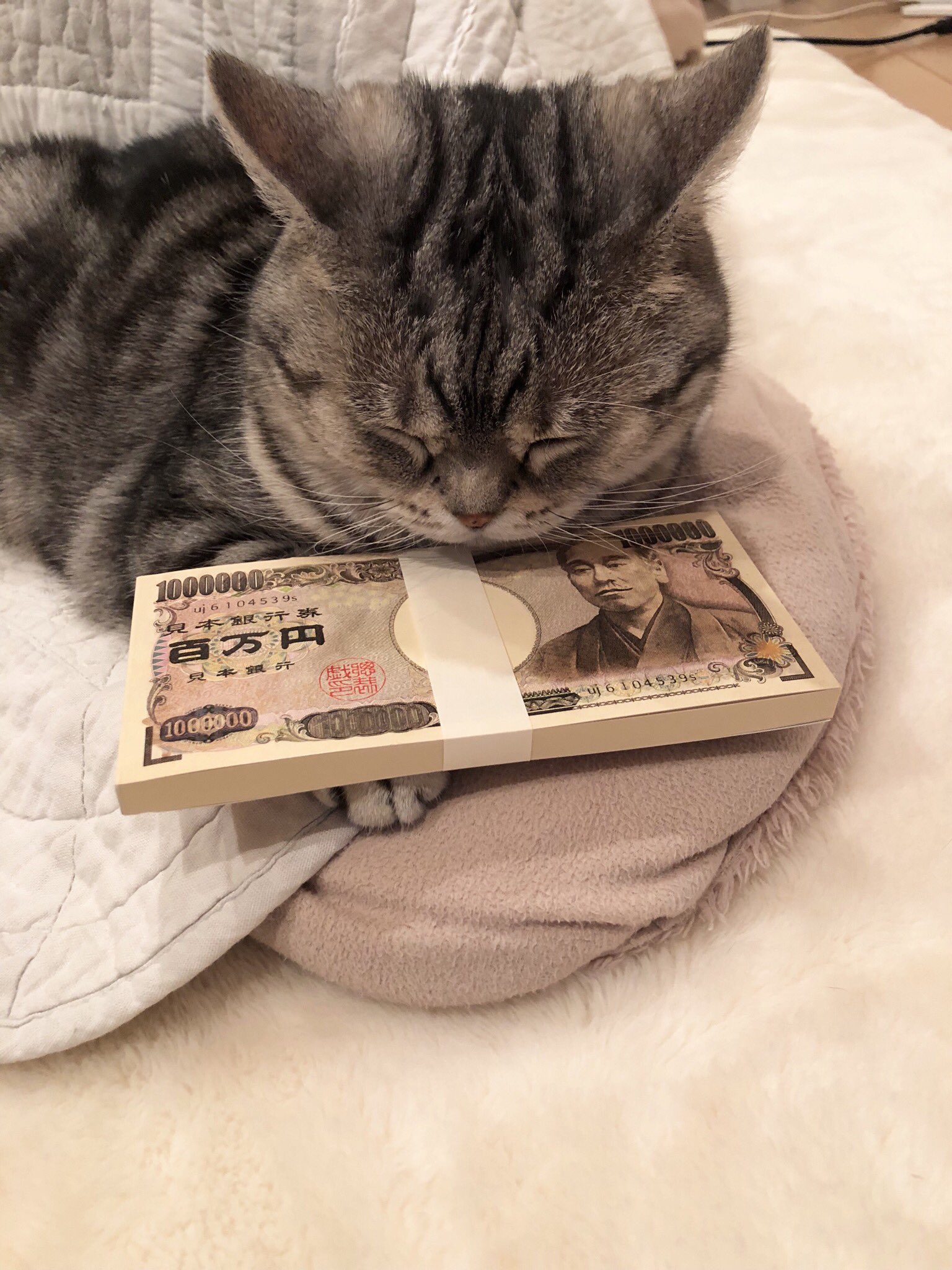 たんぽぽ ことわざ 猫に小判 は 猫に小判を与えても使い方がわからないから無意味ですが 猫に札束 を与えると枕にして寝ます W ｽﾔｧ T Co Iibgelcnrv Twitter