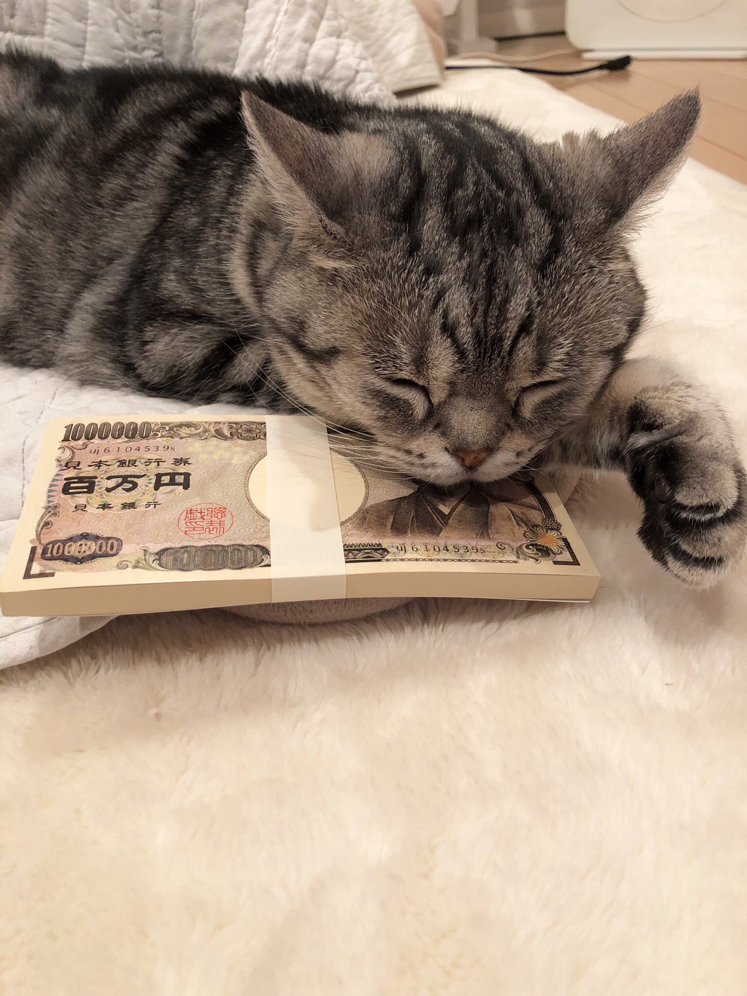 意味 小判 猫 に