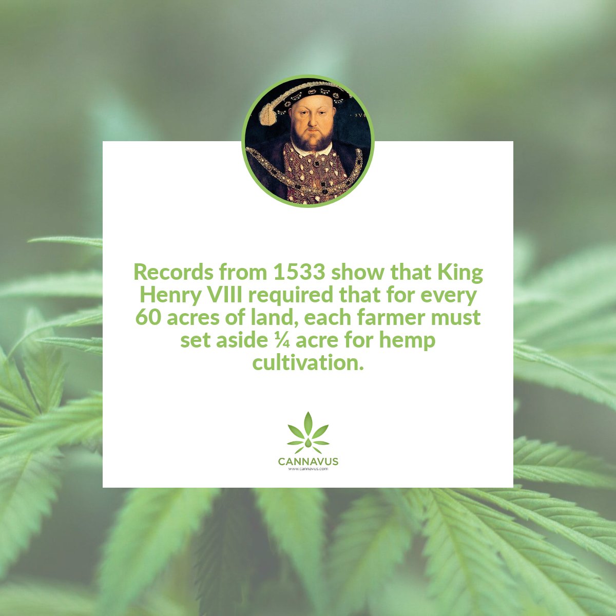 cannavus's tweet photo. CBD History.🌱💚😊 #Cannavus #NaturesCourse #CBD #CannabisOil #Cannabis #Sativa #Cannabidiol #CBDOil #HempOil #Hemp #CBDUK #CBDLife #CBDFacts #CBDHistory #HempHistory #CBDHemp #CBDFullSpectrum #CBDCure #CBDHeals #CBDBenefits #cbdforanxiety #cbdforpain #kinghenryviii https://t.co/S9ws9B72ET
