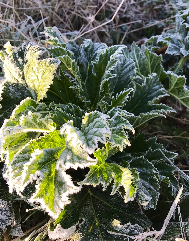 StruttsRural's tweet photo. I am currently outlining a plan for funding to help towards the control of this #invasivespecies as part of an Agri-environment scheme application. It is found on river banks where seeds are dispersed down stream! #cyagianthogweed #prettypicture #nastyweed https://t.co/9aQhZg047r