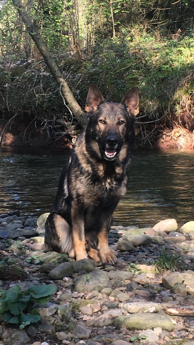 ASPoliceDogs's tweet photo. @gpdogsection @EvanTetley We found this one of PD Bullet, good effort to both teams that qualified. See you all next month🐾👍 https://t.co/HoHrR6ZlHN