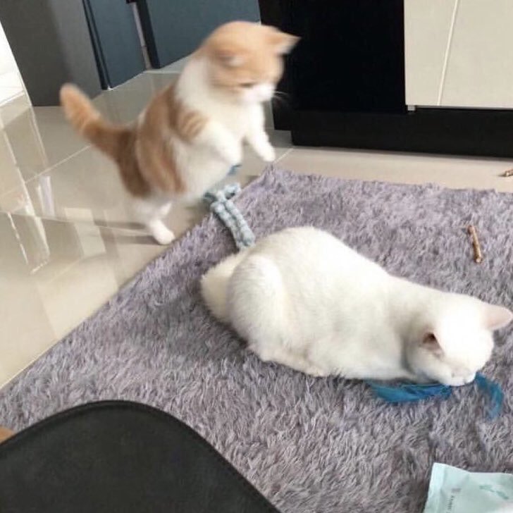 CatsBible's tweet photo. https://t.co/7nMzvkPylF