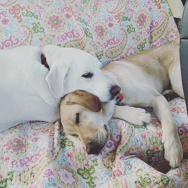 Happy National Pet Day to two of the best co-workers ever! 🐶❤️ bit.ly/2GiHNdp