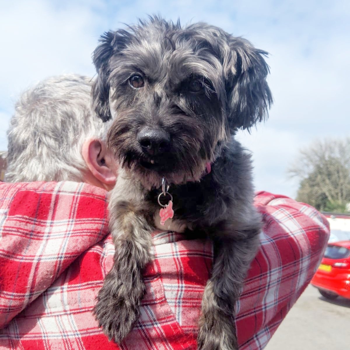windywaytrust_'s tweet photo. Molly is our Dog of the Day! Isn't she lovely? #NationalPetDay #dogoftheday #MaccHour #elevenseshour #Macclesfield #Cheshire https://t.co/XcrTAOJ0TO