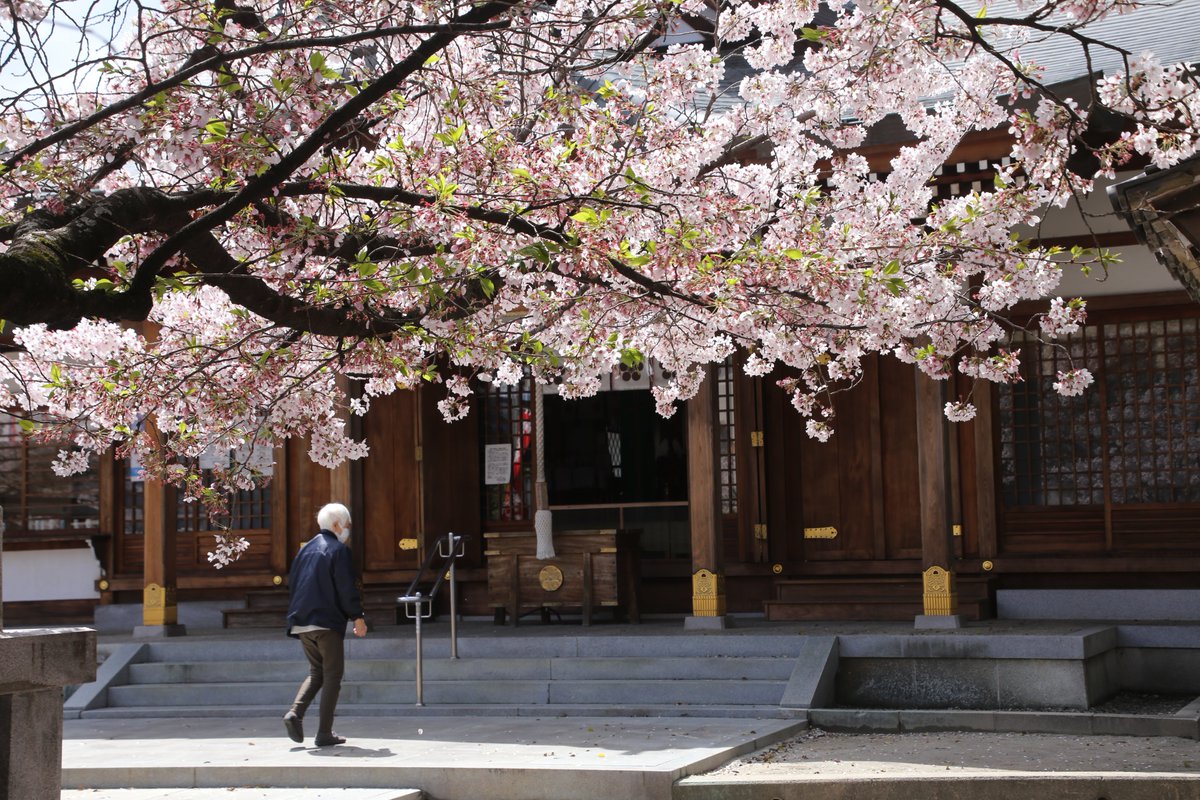 萩原神社 萩原天神 桜の花が日光を反射して境内が一際明るく見えます 少しずつ散り始めましたが お天気が良い土曜日までは見ごろです 桜 萩原神社 萩原天神 堺市東区 堺市 神社 天神さま 神社めぐり 花見