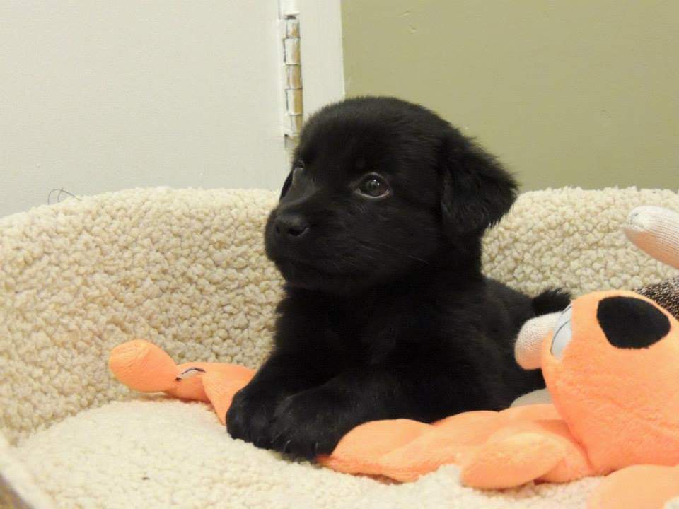 7612C's tweet photo. @975krock Jack the first day home with us.. https://t.co/y0XEkZDTyi