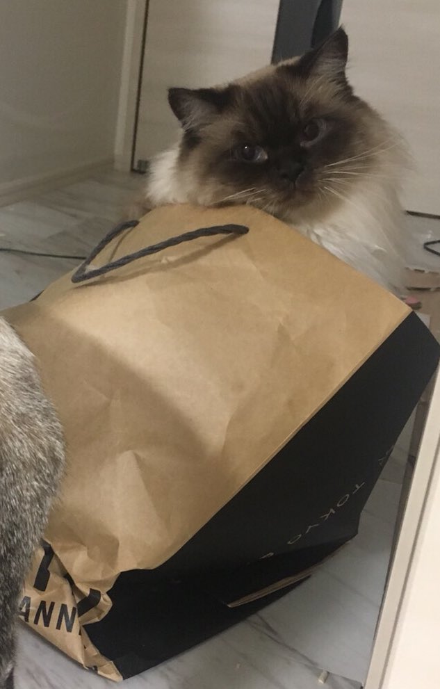 青木志貴 No Twitter 毎日飼い猫にいじめられ 満足に睡眠時間が確保できません ご飯を食べてから3時間後にはお腹すいた 飯はまだかと鳴き喚く我が家の猫の対処法が知りたいです おじいちゃん ご飯はさっき食べたでしょ そんなわたしは今夜も時から初心者