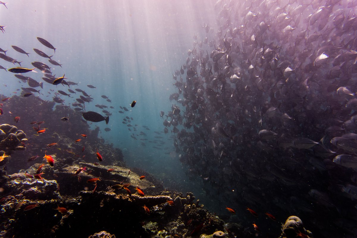 MSCpechedurable's tweet photo. Les océans sont au 💙de la vie ! Ils fournissent 50% de l'oxygène que nous respirons ainsi que des ressources pour des millions de personnes mais font face à beaucoup de menaces comme la surpêche, il est donc urgent de les préserver ! 🌏🌊🐟 #OcéanVivant #labelMSC #pechedurable https://t.co/PIfDkL1jl5