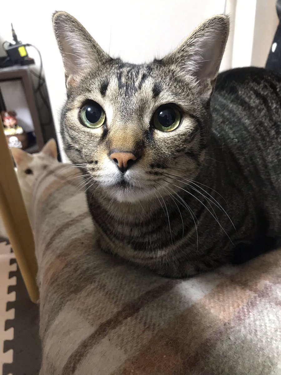 cat_busu's tweet photo. 背後 https://t.co/jHqj5ugzKH