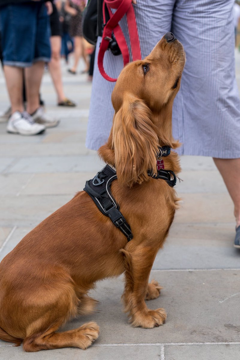 chowdownevents's tweet photo. It’s #NationalPetDay! 🐶 

Here’s just a few four legged friends who joined us at last year’s #ChowDown! https://t.co/ROftHlr5HG