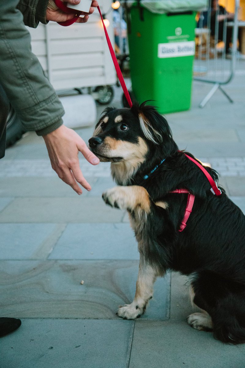 chowdownevents's tweet photo. It’s #NationalPetDay! 🐶 

Here’s just a few four legged friends who joined us at last year’s #ChowDown! https://t.co/ROftHlr5HG