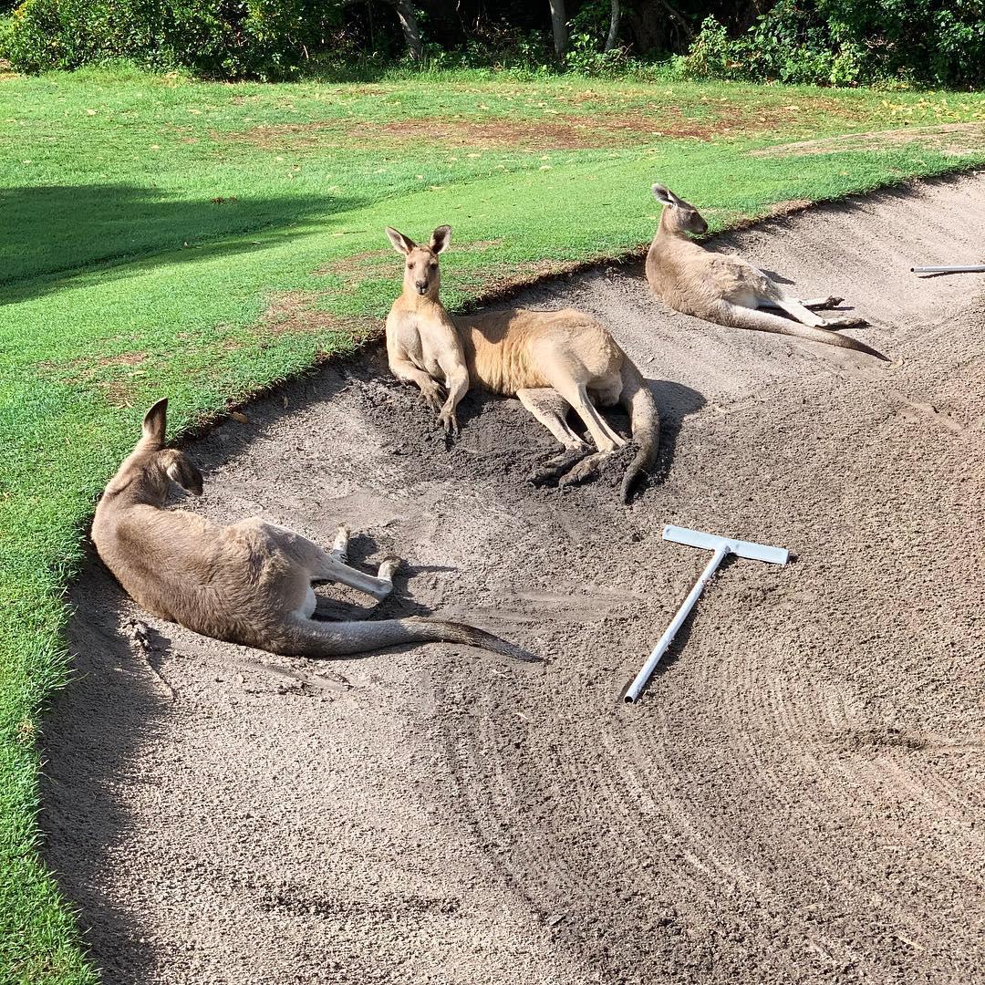 Australia's tweet photo. Hang in there boys, the working week is almost over... 😌 

(via IG/birdsofcondor at the Yamba Golf &amp; Country Club, @NewSouthWales)  

#seeaustralia #visitnsw https://t.co/NG2GdwjqGW