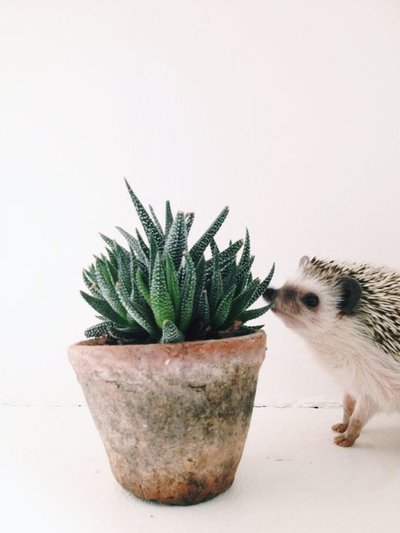 Some houseplants can be harmful to our four-legged friends. Instead, try filling your home with these pet-friendly houseplants: thejoyofplants.co.uk/safest-foliage…
📷 @ahedgehogcalledherb