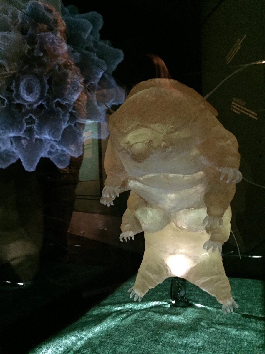 ampelinus's tweet photo. Our exhibition The Fantastic Forest opened @vitenskapsmuseet today! Including a deep dive into the #microcosmos #tardigrade https://t.co/eKyH1rBtdt