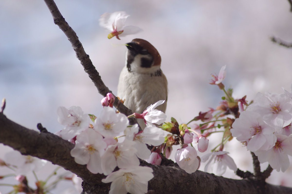 桜の花をチューチューしてるスーさんの顔がまたたまんないです。
#雀 #スズメ #すずめ #sparrow #鳥 #小鳥 #野鳥 #bird #桜 https://t.co/XKd14PMuN6