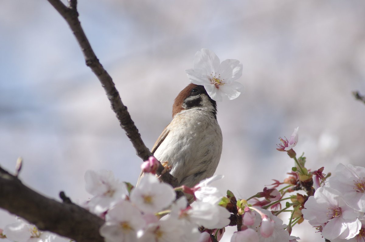 桜の花をチューチューしてるスーさんの顔がまたたまんないです。
#雀 #スズメ #すずめ #sparrow #鳥 #小鳥 #野鳥 #bird #桜 https://t.co/XKd14PMuN6