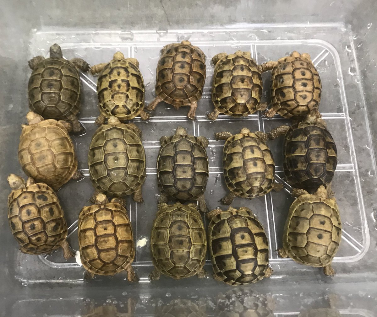 ペポニ みなと店 En Twitter アラブギリシャリクガメ入荷 個体によって 甲羅の色 模様が 違うので お好きな子を選べます しかも 今ならセール対象 リクガメを飼いたい方は必見です 築地 アラブギリシャリクガメ ギリシャリクガメ リクガメ