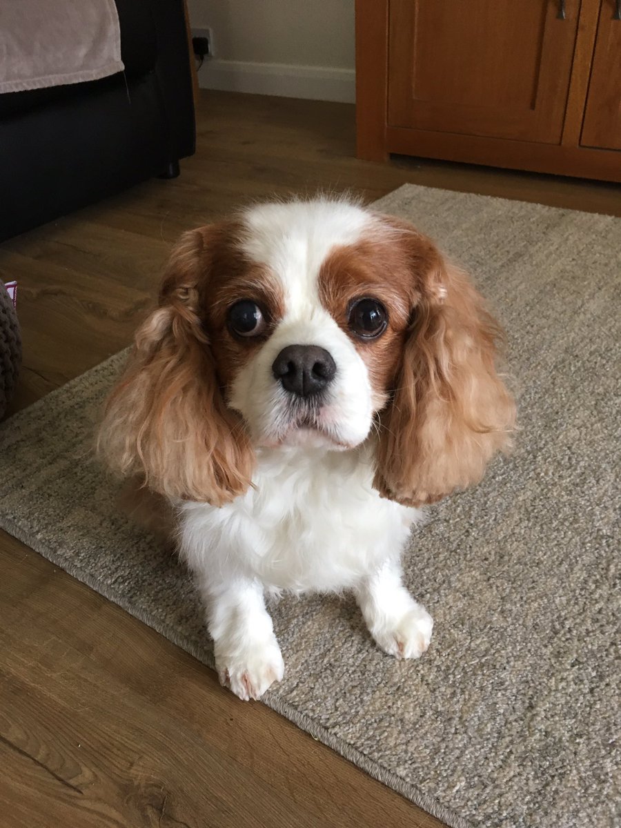 TerryPage1965's tweet photo. Been to the groomers, all fluffy and white! Soon sort that out on this afternoons walk #letmeroll😊 https://t.co/McpRgAUm1j