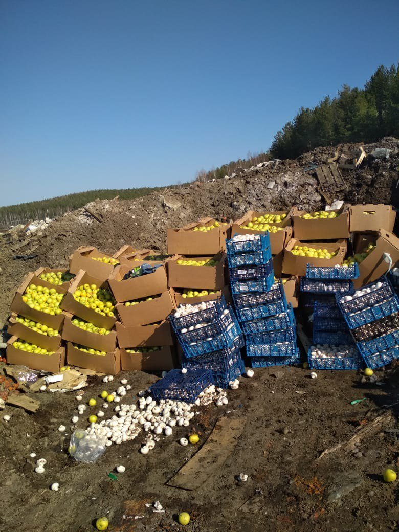 GolyDovolen's tweet photo. На Урале безмозглые чиновники закатали в землю 1.5 тонны яблок, груш и шампиньонов. 

Тем временем 70% населения РФ еле сводит концы с концами.

Будьте благодарны, холопы. https://t.co/d3rWZE56Ui