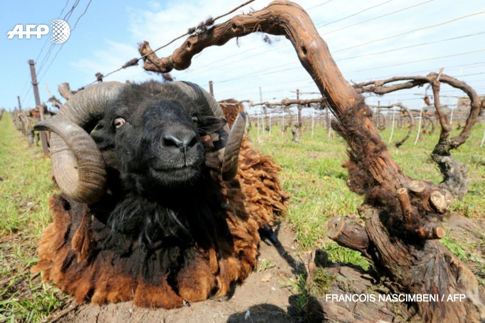 Des moutons d'Ouessant dans les vignes de Champagne u.afp.com/JG8R #AFP