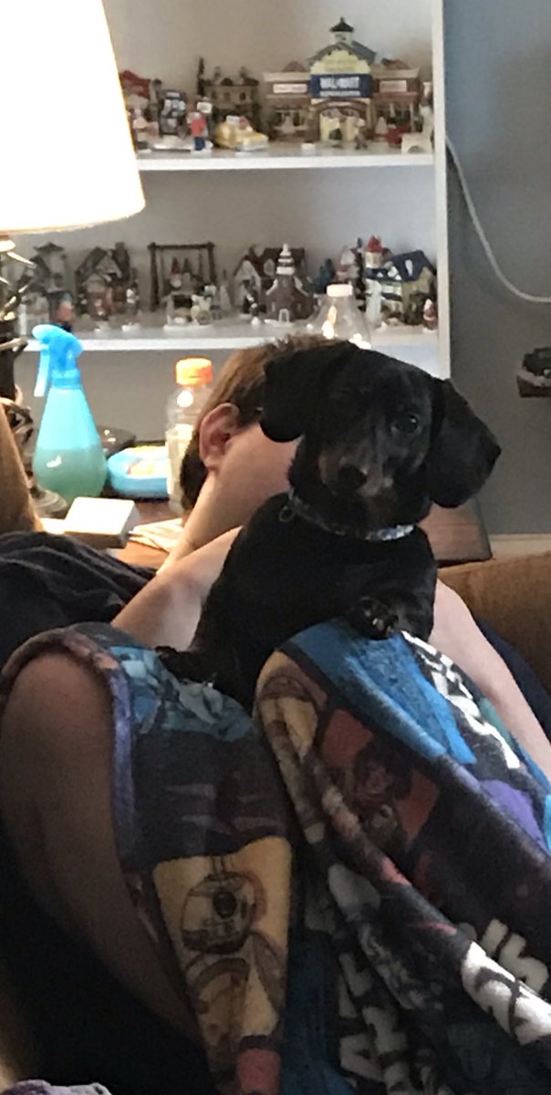 WalterTheWeiner's tweet photo. #NationalPetDay #NationalPetDay2019 #dogsarefamily #puppylove #myboy https://t.co/sSI0nOiQVp