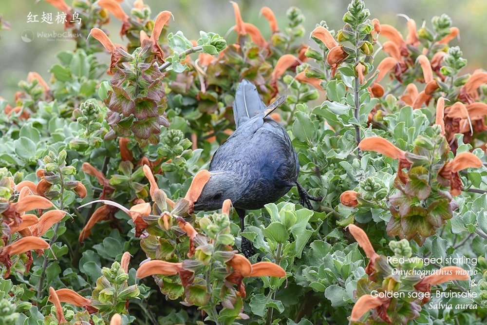 On the slope of Table Mountain, a Red-winged Starling is feeding on Golden Sage. #Starling #Sage #TableMountain #SouthAfricanWildlife #栗翅椋鸟 #鼠尾草