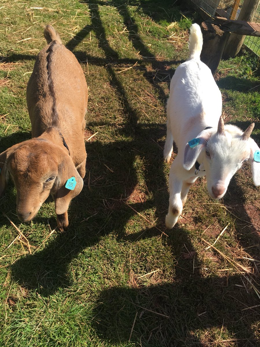 Compton Pool Farm tweet media