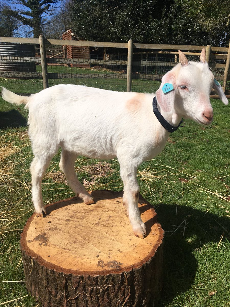 Compton Pool Farm tweet media