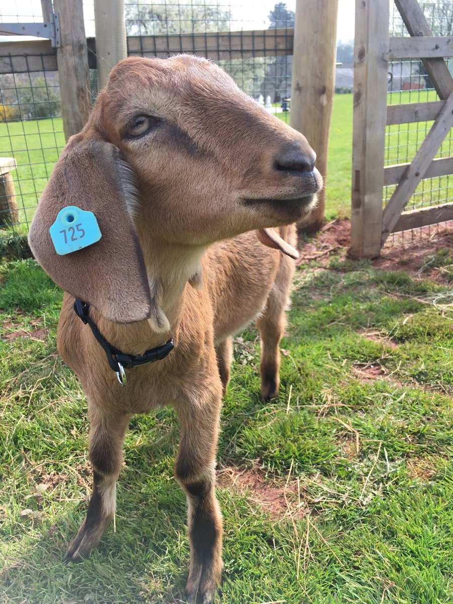Compton Pool Farm tweet media