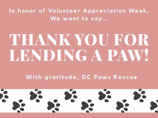 DCPAWSrescue's tweet photo. It’s National Volunteer Appreciation Week so we want to give a special shout out to all of our incredible volunteers that continue to help us save lives! Whether you process adoption applications, conduct home visits, or foster an animal, you are an essential piece of our rescue! https://t.co/5Yi0dsNCQm
