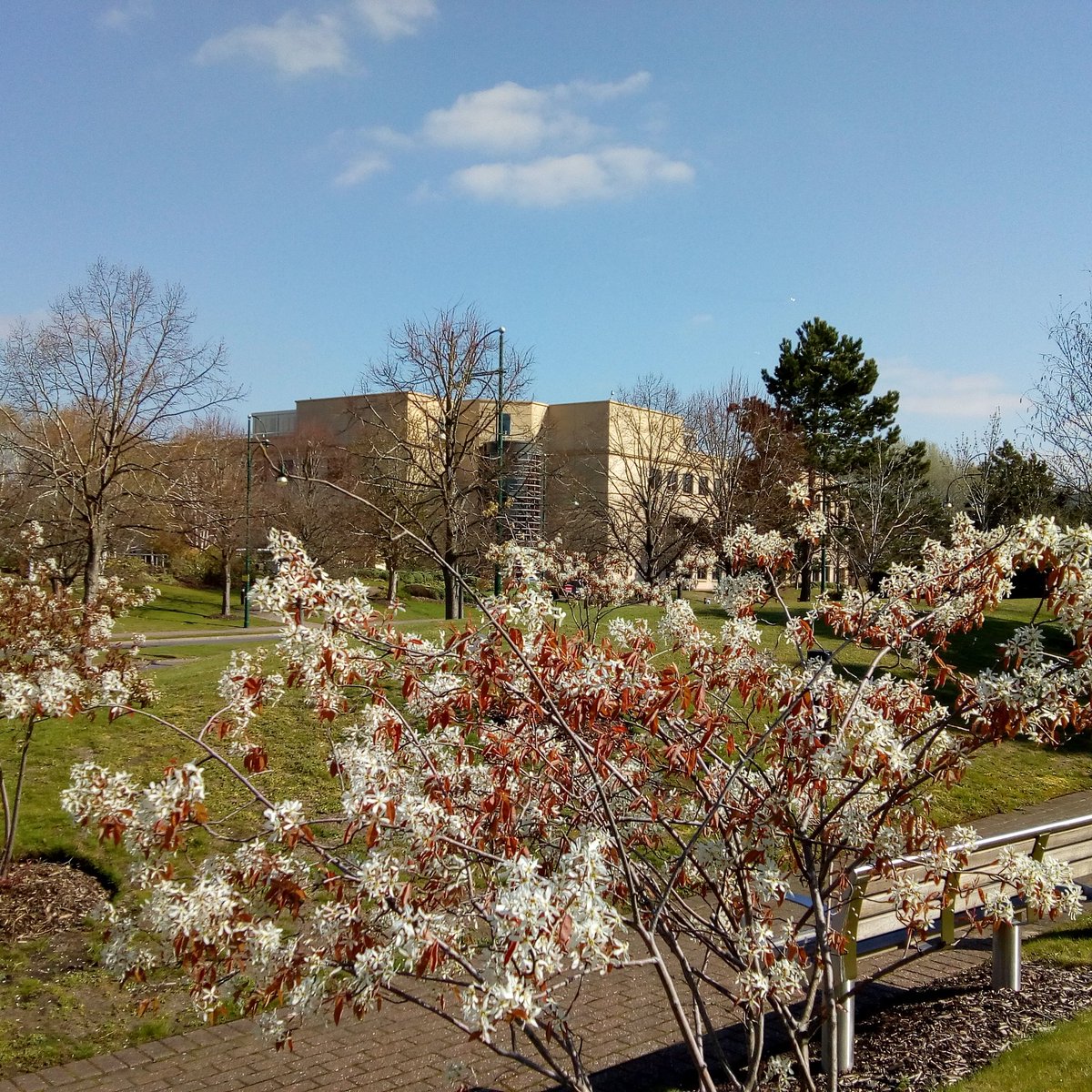 AerospaceFbough's tweet photo. A beautiful Spring day here at @AscentOffices #farnboroughaerospacecentre With thanks to @nurture_ltd  it's a nice place to walk at lunchtime #modernoffices #greenspaces #springblosom @HollisHockley @CushWakeUK #farnborough #OfficeSpace #m3corridor #blackwatervalley #officetolet https://t.co/TrIjFc0U2k