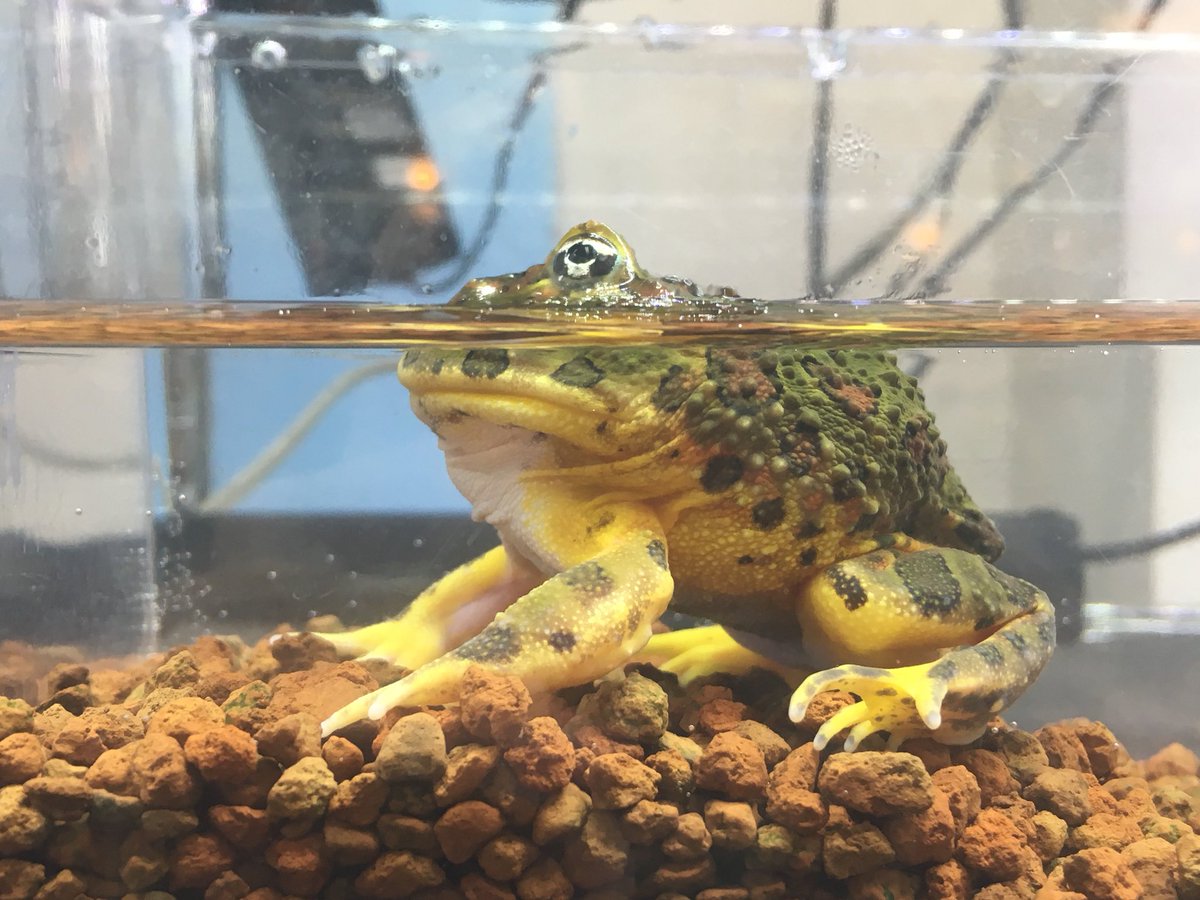 ベルジェットガエル（ベルツノガエルと、バジェットガエルの 