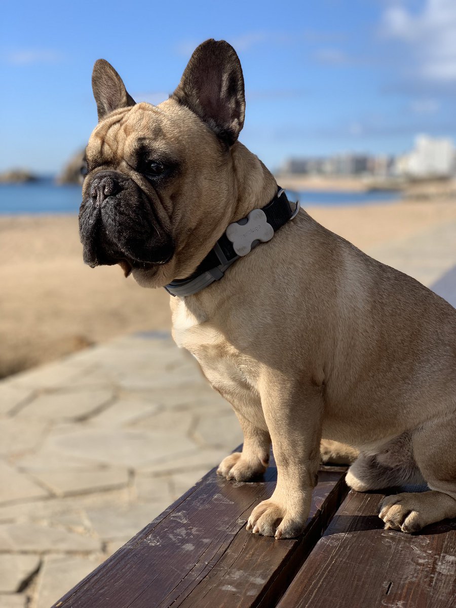 Cooper_tinelli's tweet photo. #frenchbulldog 
thinking about how lucky I am.
Thanks mom @LaraTinelli 💕 https://t.co/8bywVeCCem